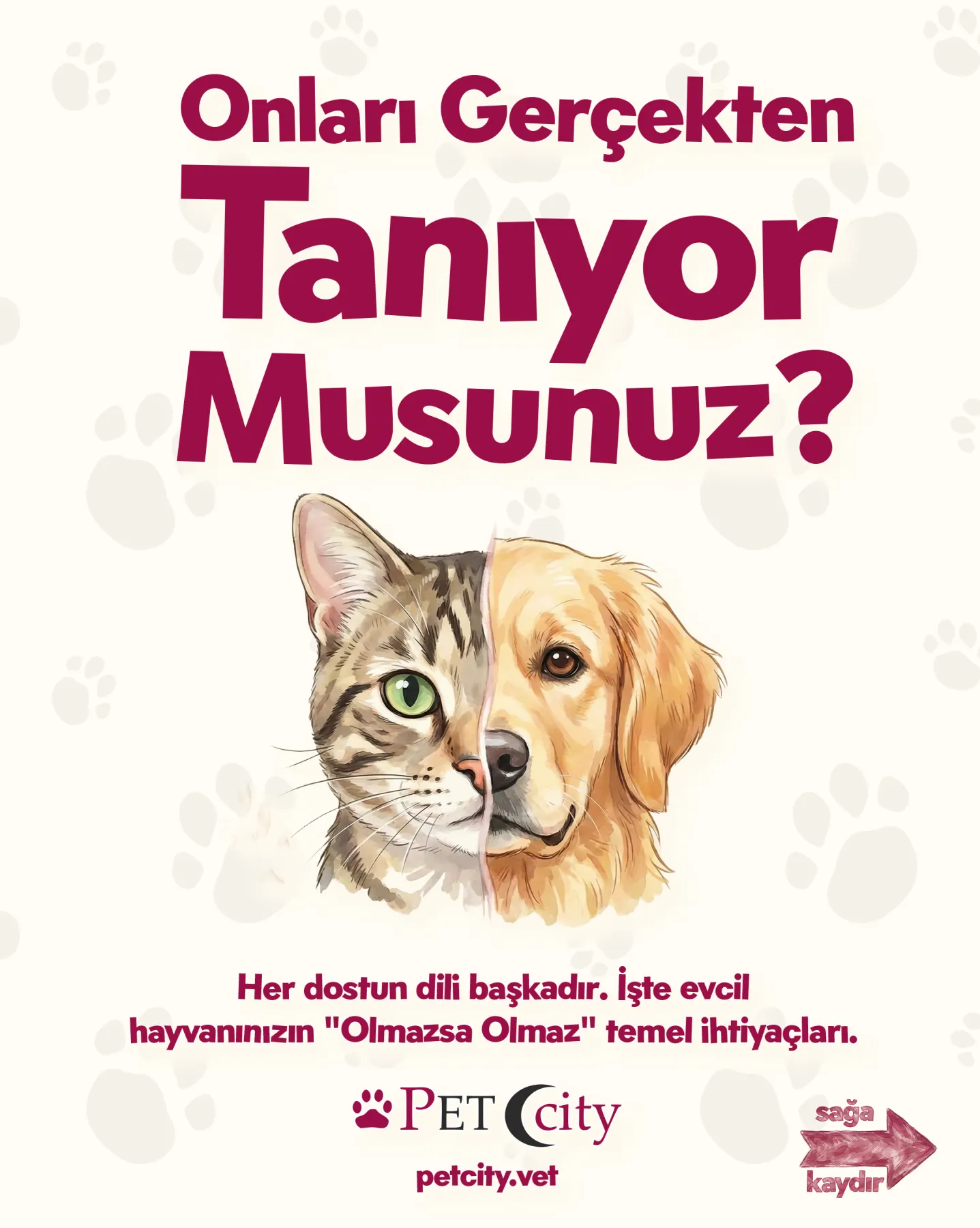 PetCity için hazırlanan evcil hayvan ürünü sosyal medya içeriği — çalışma 2