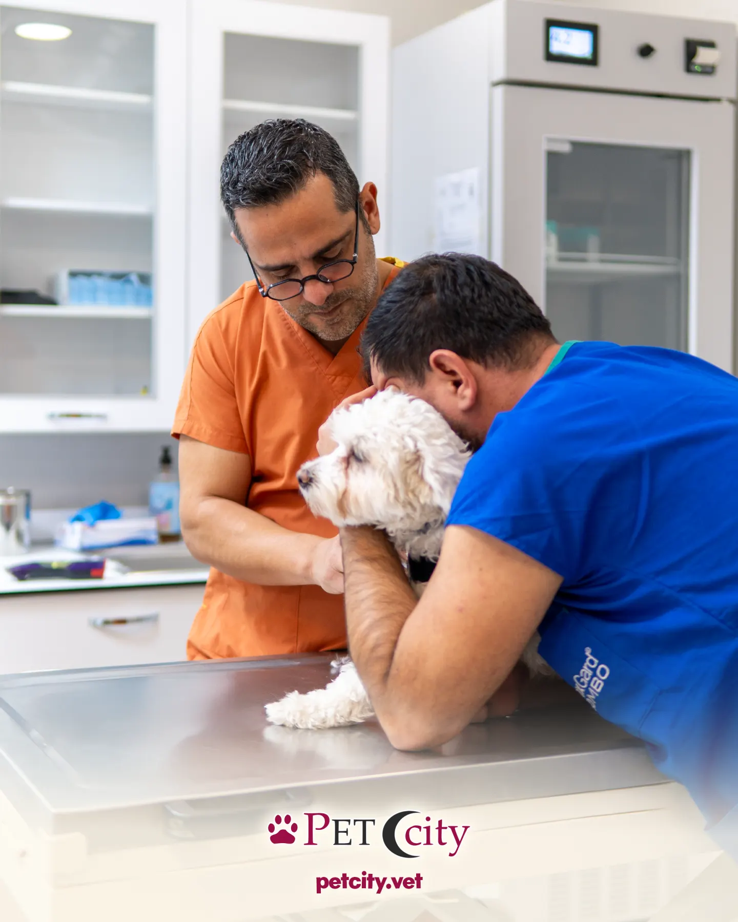 PetCity için hazırlanan evcil hayvan ürünü sosyal medya içeriği — çalışma 5