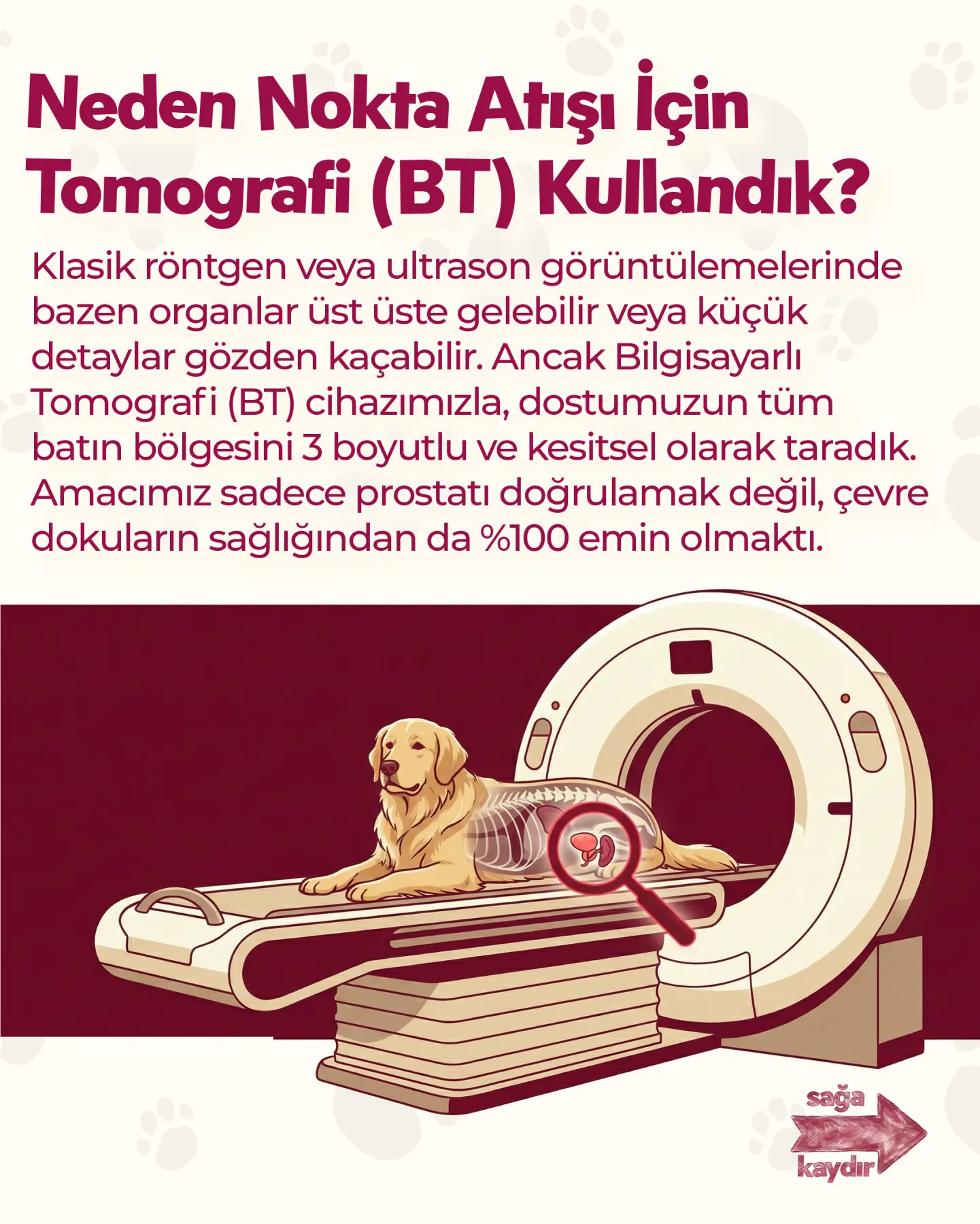 PetCity için hazırlanan evcil hayvan ürünü sosyal medya içeriği — çalışma 6