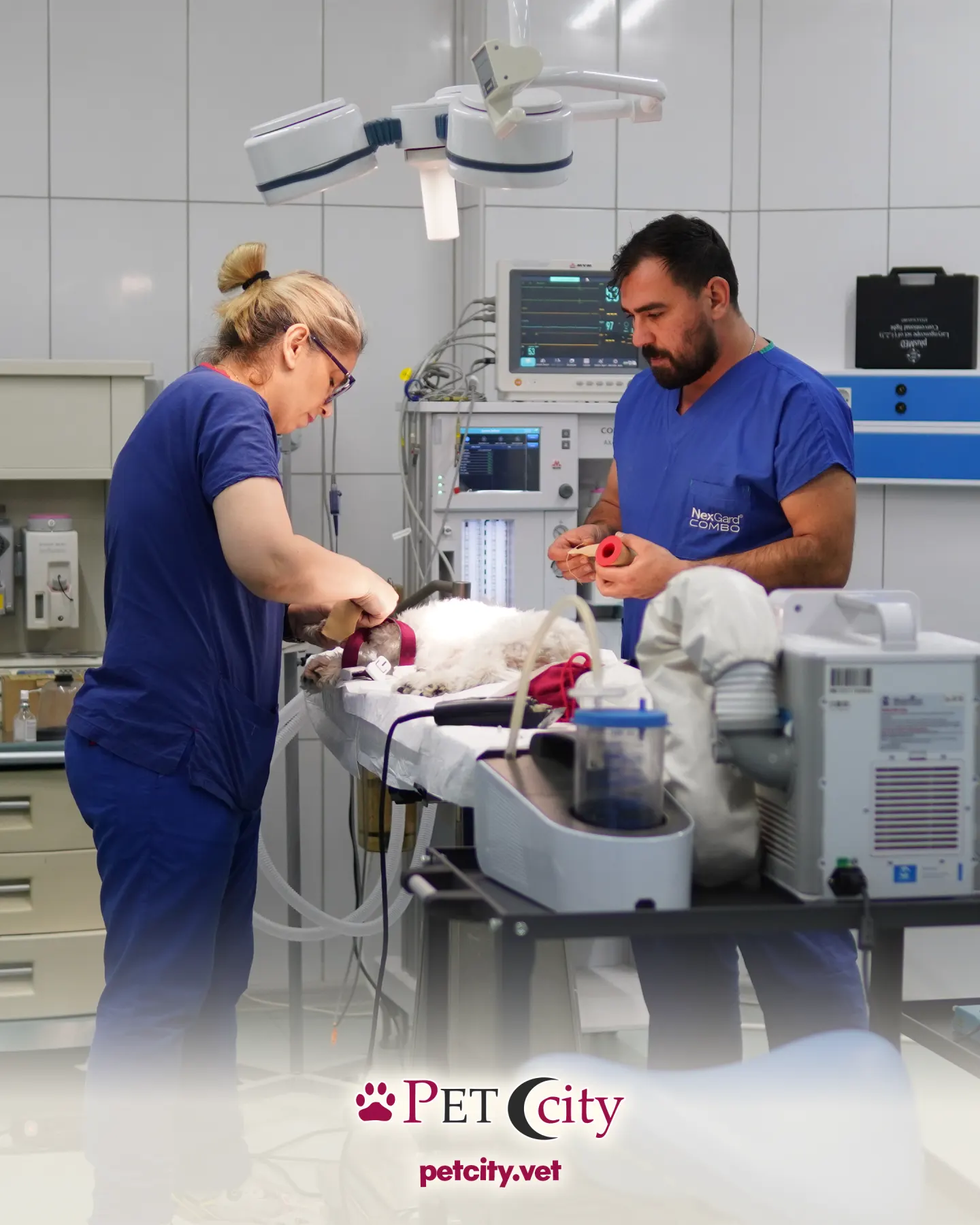 PetCity için hazırlanan evcil hayvan ürünü sosyal medya içeriği — çalışma 7
